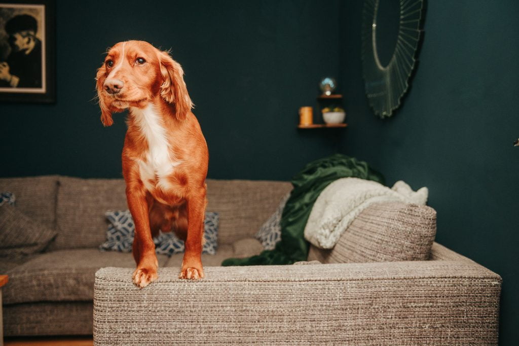 Dog stood up on a sofa