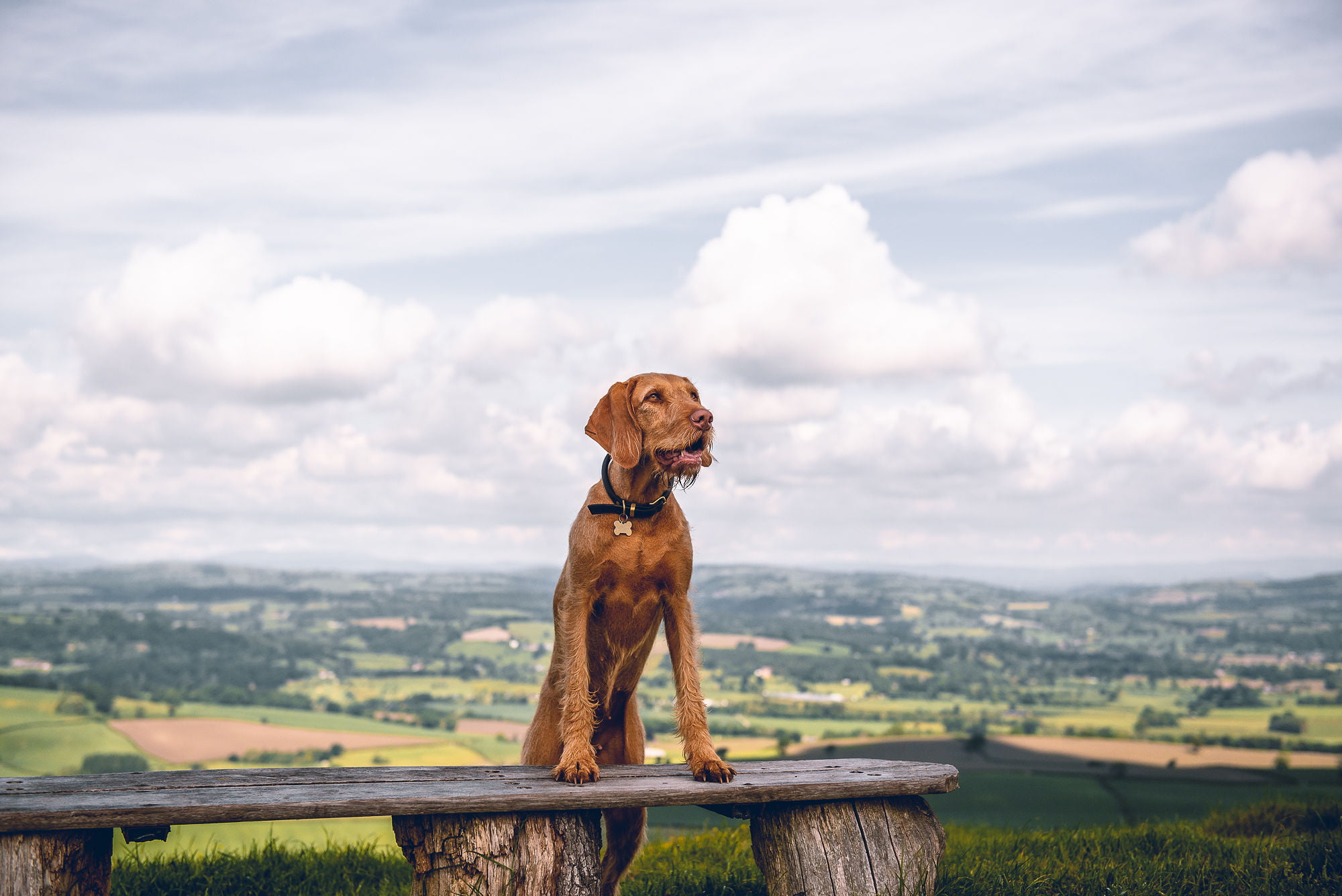 Dog on a walk with front paws on a bench