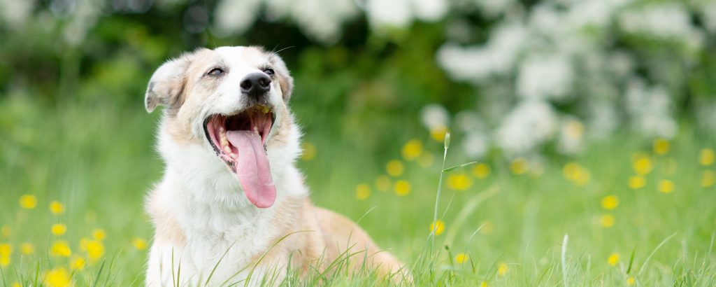 A dog panting in a field