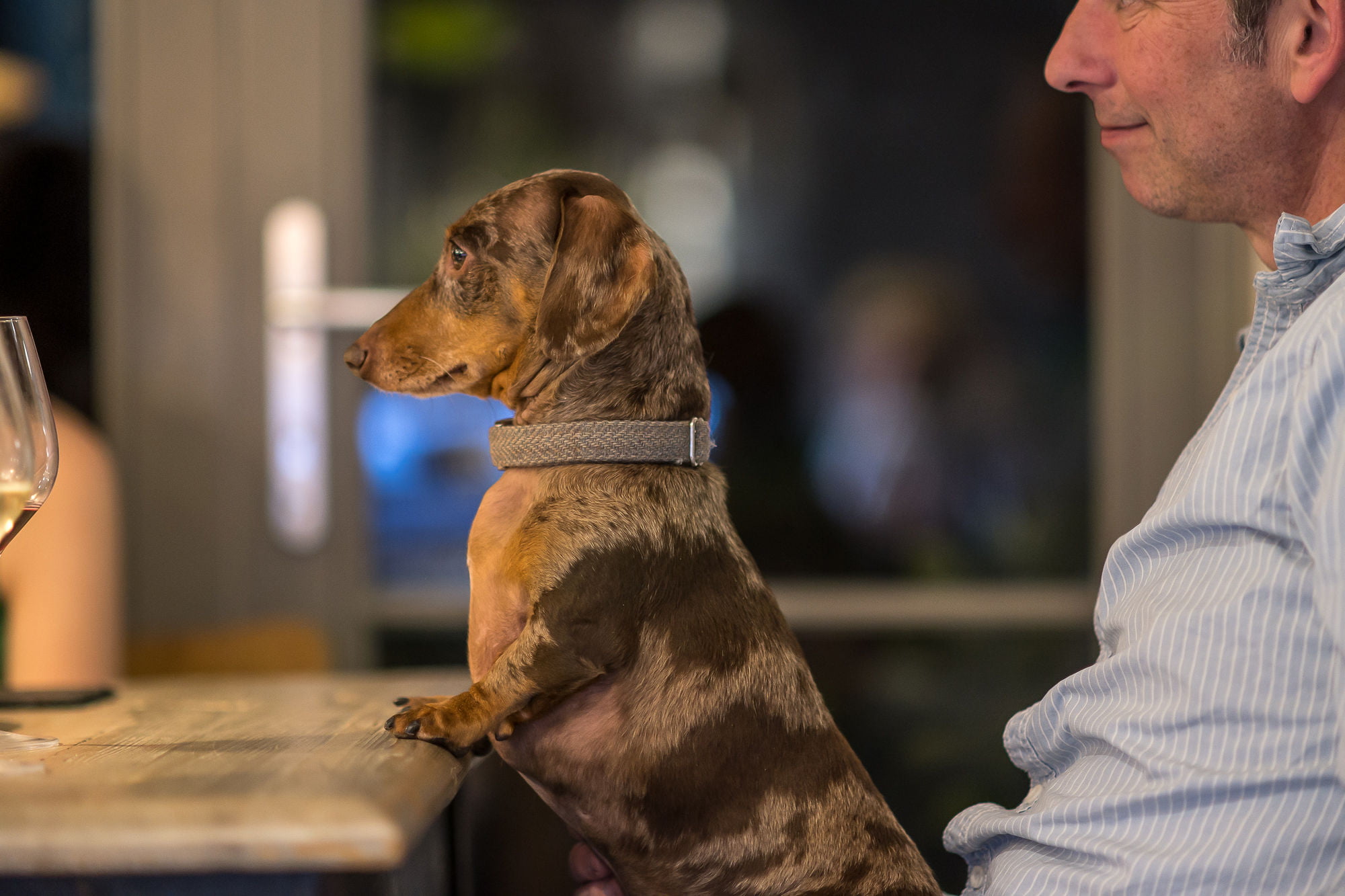 Dog on mans lap sat at a table