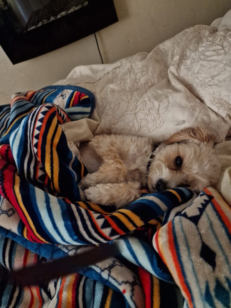 A small dog in a blanket