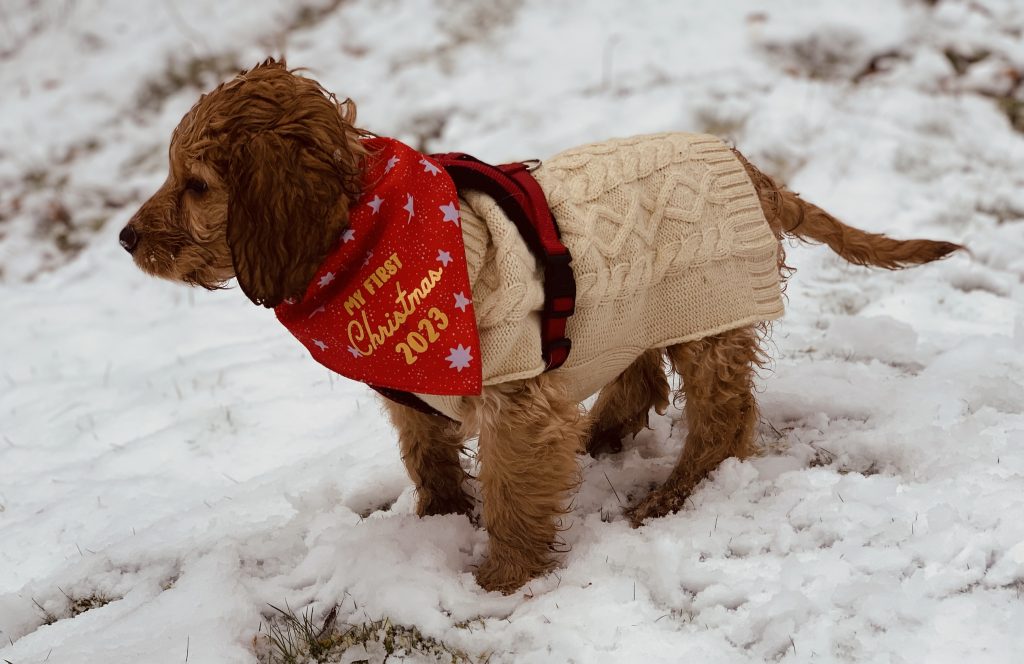 A cockapoo puppy in the snow