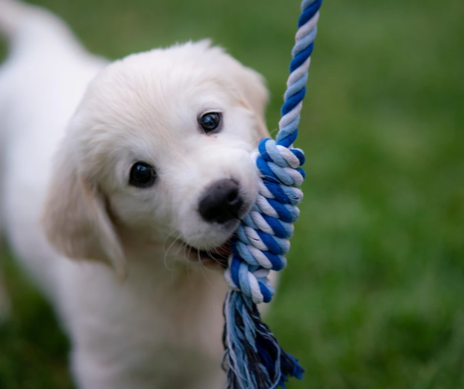 Labrador puppy with rope toy