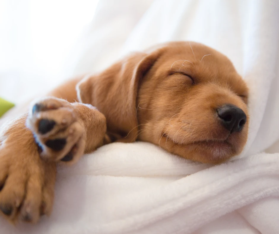 Sleeping Puppy