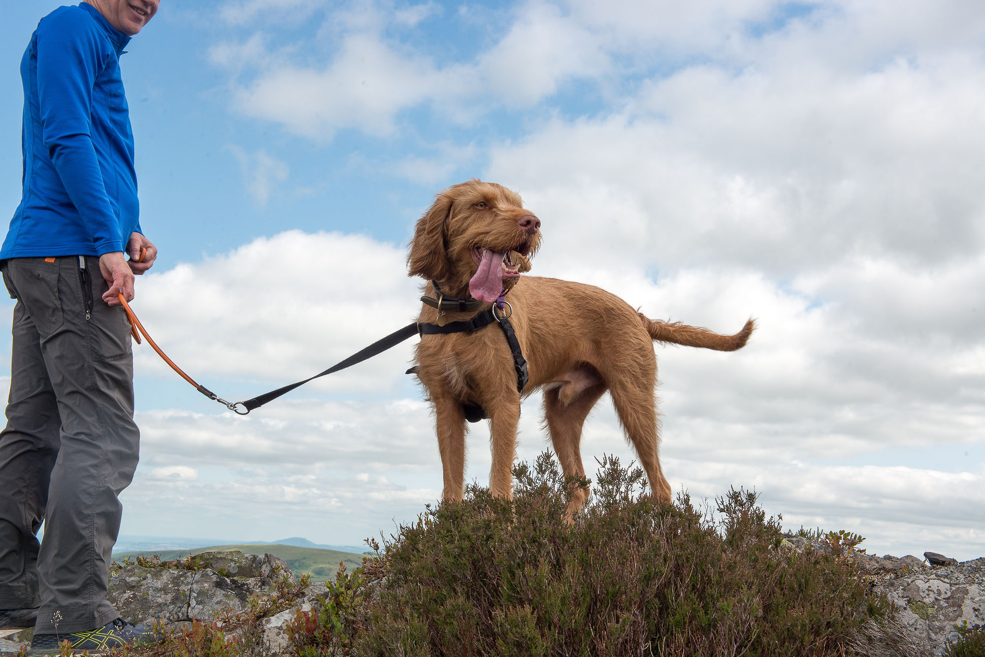 Shropshire pet sitting