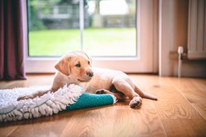 labrador puppy