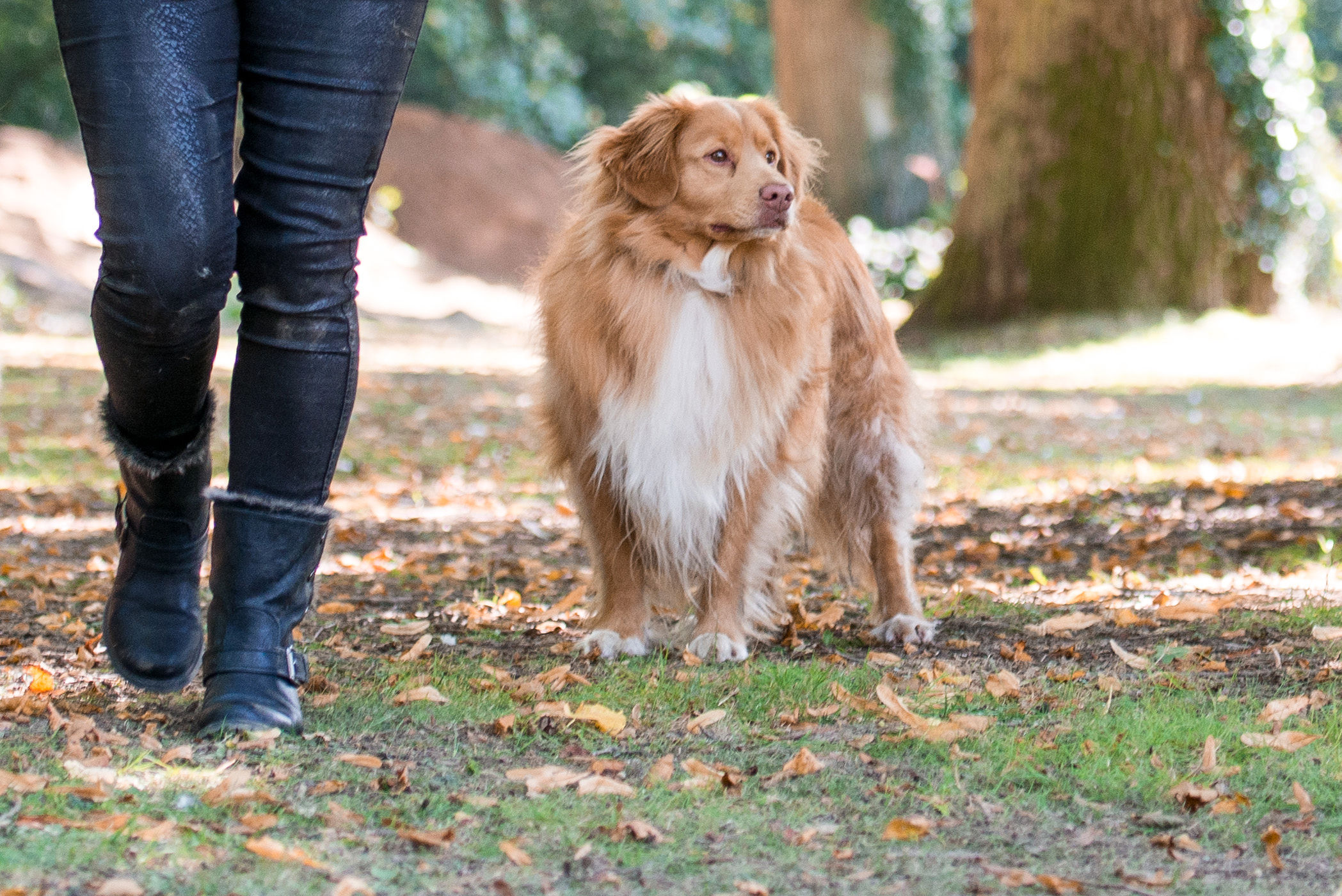 caring for an elderly pet